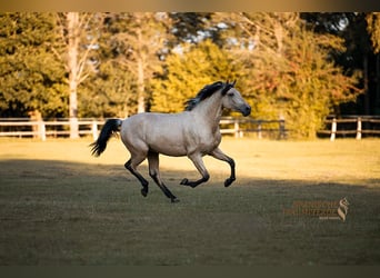 PRE Mix, Gelding, 3 years, 15.2 hh, Dun