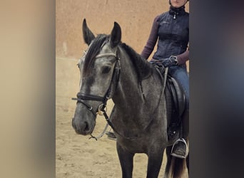 PRE, Gelding, 3 years, 15,2 hh, Gray