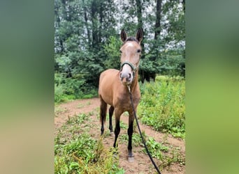 PRE Mix, Gelding, 3 years, 15.2 hh, Gray-Red-Tan