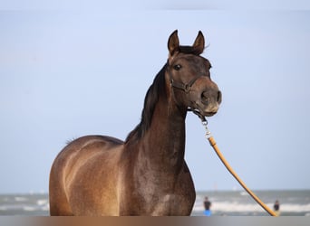 PRE, Gelding, 3 years, 15.2 hh, Grey