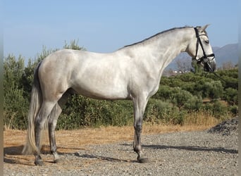 PRE, Gelding, 3 years, 15.2 hh, Grey
