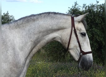 PRE, Gelding, 3 years, 15.2 hh, Grey