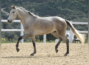 PRE, Gelding, 3 years, 15.2 hh, Grey