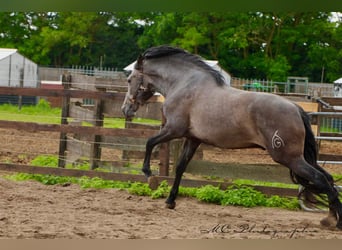PRE, Gelding, 3 years, 15.2 hh, Grey