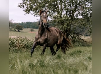 PRE, Gelding, 3 years, 15.2 hh, Grey