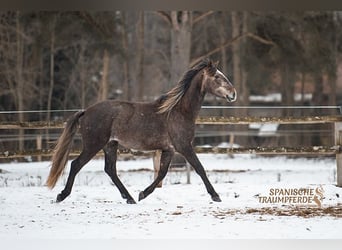 PRE, Gelding, 3 years, 15.2 hh, Grey