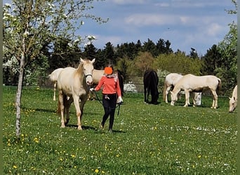 PRE, Gelding, 3 years, 15.2 hh, Perlino