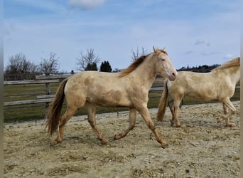 PRE, Gelding, 3 years, 15.2 hh, Perlino