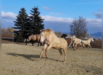 PRE, Gelding, 3 years, 15.2 hh, Perlino