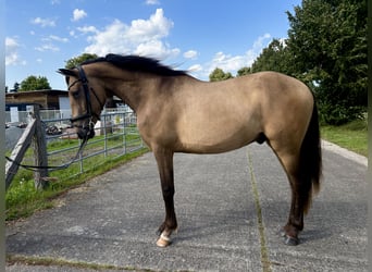 PRE Mix, Gelding, 3 years, 15 hh, Buckskin