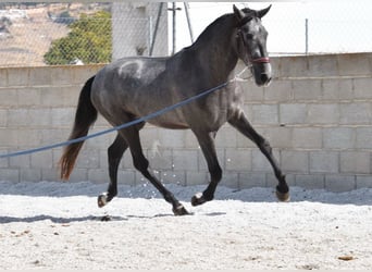 PRE, Gelding, 3 years, 15 hh, Gray