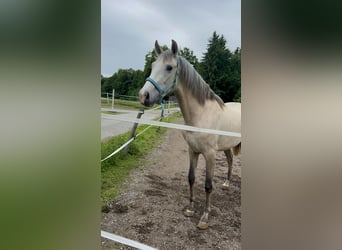 PRE, Gelding, 3 years, 15,1 hh, Brown Falb mold