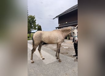 PRE, Gelding, 3 years, 15,1 hh, Brown Falb mold