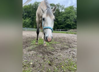 PRE, Gelding, 3 years, 15,1 hh, Brown Falb mold