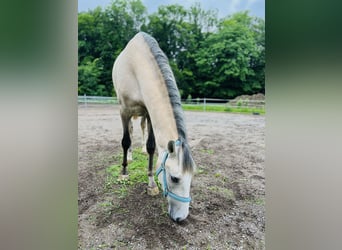 PRE, Gelding, 3 years, 15,1 hh, Brown Falb mold