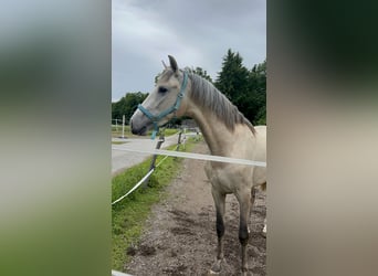 PRE, Gelding, 3 years, 15,1 hh, Brown Falb mold