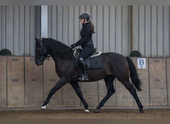 PRE, Gelding, 3 years, 15,1 hh, Chestnut