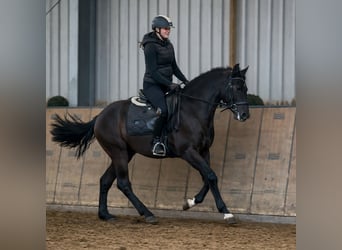 PRE, Gelding, 3 years, 15,1 hh, Chestnut