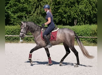 PRE Mix, Gelding, 3 years, 15,1 hh, Gray-Blue-Tan
