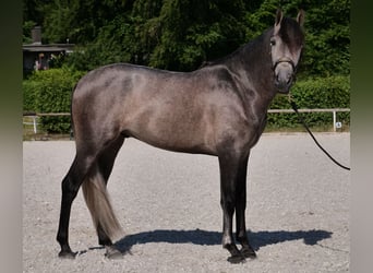 PRE Mix, Gelding, 3 years, 15,1 hh, Gray-Blue-Tan