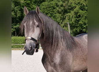 PRE Mix, Gelding, 3 years, 15,1 hh, Gray-Blue-Tan