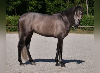 PRE Mix, Gelding, 3 years, 15,1 hh, Gray-Blue-Tan