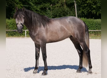 PRE Mix, Gelding, 3 years, 15,1 hh, Gray-Blue-Tan