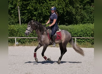PRE Mix, Gelding, 3 years, 15,1 hh, Gray-Blue-Tan