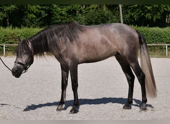 PRE Mix, Gelding, 3 years, 15,1 hh, Gray-Blue-Tan