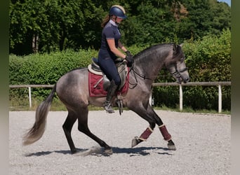 PRE Mix, Gelding, 3 years, 15,1 hh, Gray-Blue-Tan