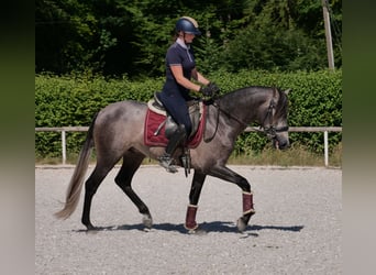 PRE Mix, Gelding, 3 years, 15,1 hh, Gray-Blue-Tan