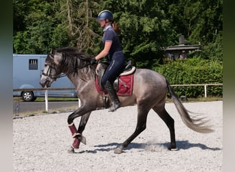 PRE Mix, Gelding, 3 years, 15,1 hh, Gray-Blue-Tan