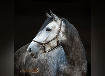 PRE Mix, Gelding, 3 years, 15,1 hh, Grey