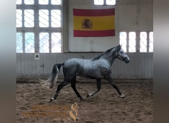 PRE Mix, Gelding, 3 years, 15,1 hh, Grey
