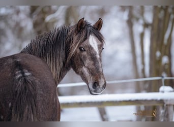 PRE, Gelding, 3 years, 15,1 hh, Grey