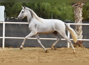 PRE Mix, Gelding, 3 years, 15,1 hh, Grey
