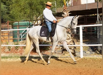 PRE Mix, Gelding, 3 years, 15,1 hh, Grey