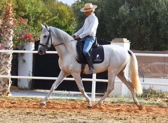 PRE Mix, Gelding, 3 years, 15,1 hh, Grey