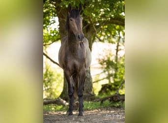 PRE Mix, Gelding, 3 years, 15,2 hh, Brown Falb mold