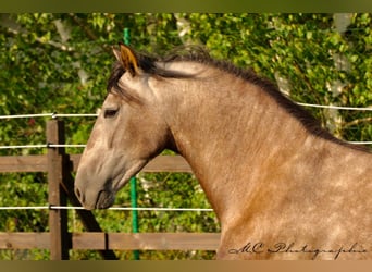 PRE, Gelding, 3 years, 15,2 hh