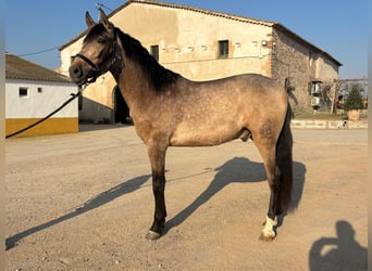 PRE Mix, Gelding, 3 years, 15,2 hh, Dun