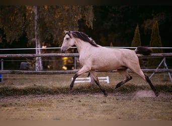 PRE, Gelding, 3 years, 15,2 hh, Dun