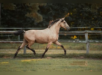 PRE, Gelding, 3 years, 15,2 hh, Dun