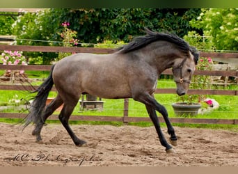 PRE, Gelding, 3 years, 15,2 hh, Gray