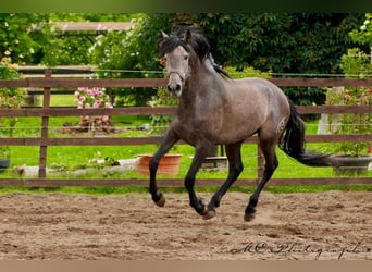 PRE, Gelding, 3 years, 15,2 hh, Gray