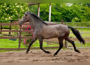 PRE, Gelding, 3 years, 15,2 hh, Gray