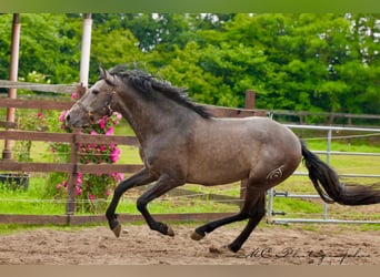 PRE, Gelding, 3 years, 15,2 hh, Gray