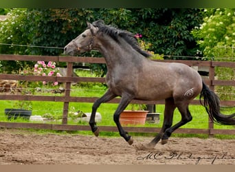 PRE, Gelding, 3 years, 15,2 hh, Gray