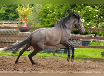 PRE, Gelding, 3 years, 15,2 hh, Gray