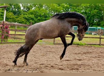 PRE, Gelding, 3 years, 15,2 hh, Gray